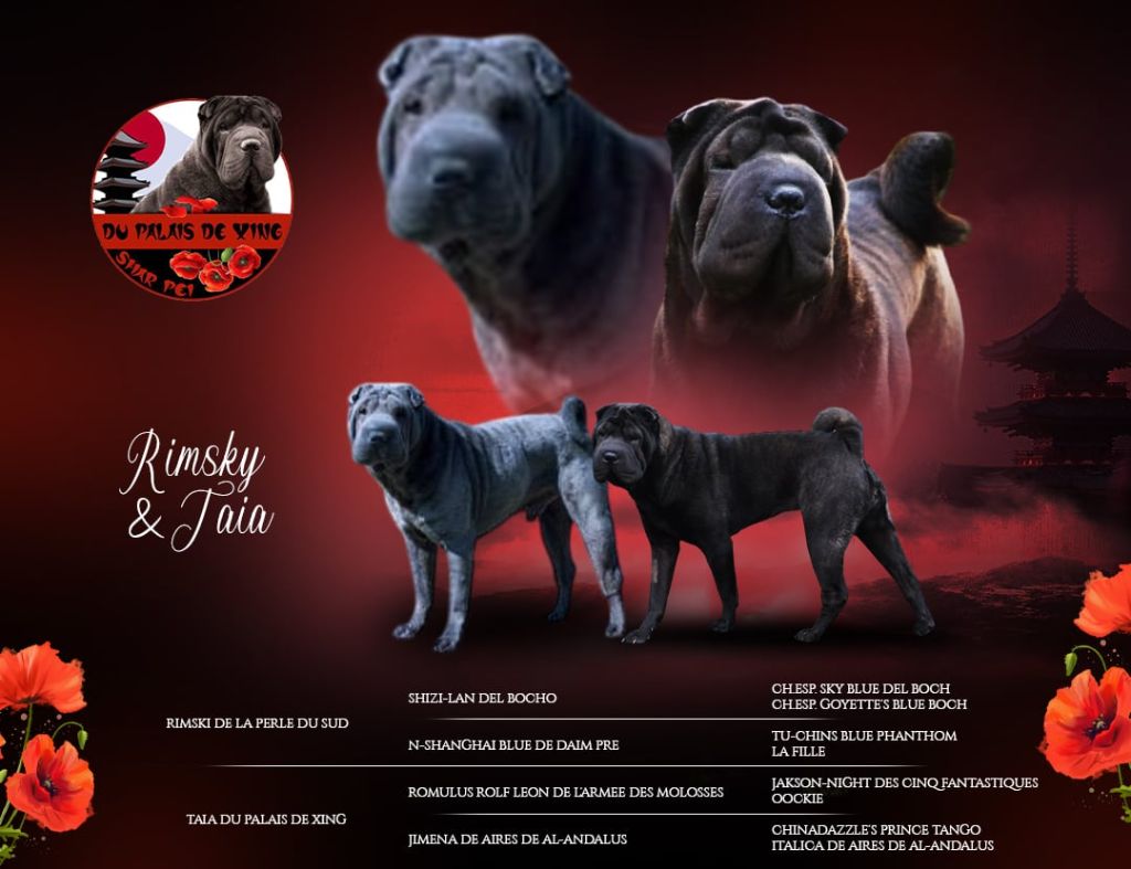 Du Palais De Xing - Chiot disponible  - Shar Pei