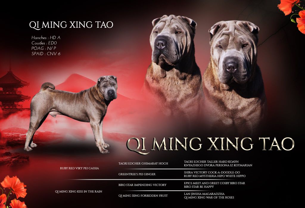 Qi Ming Xing Tao