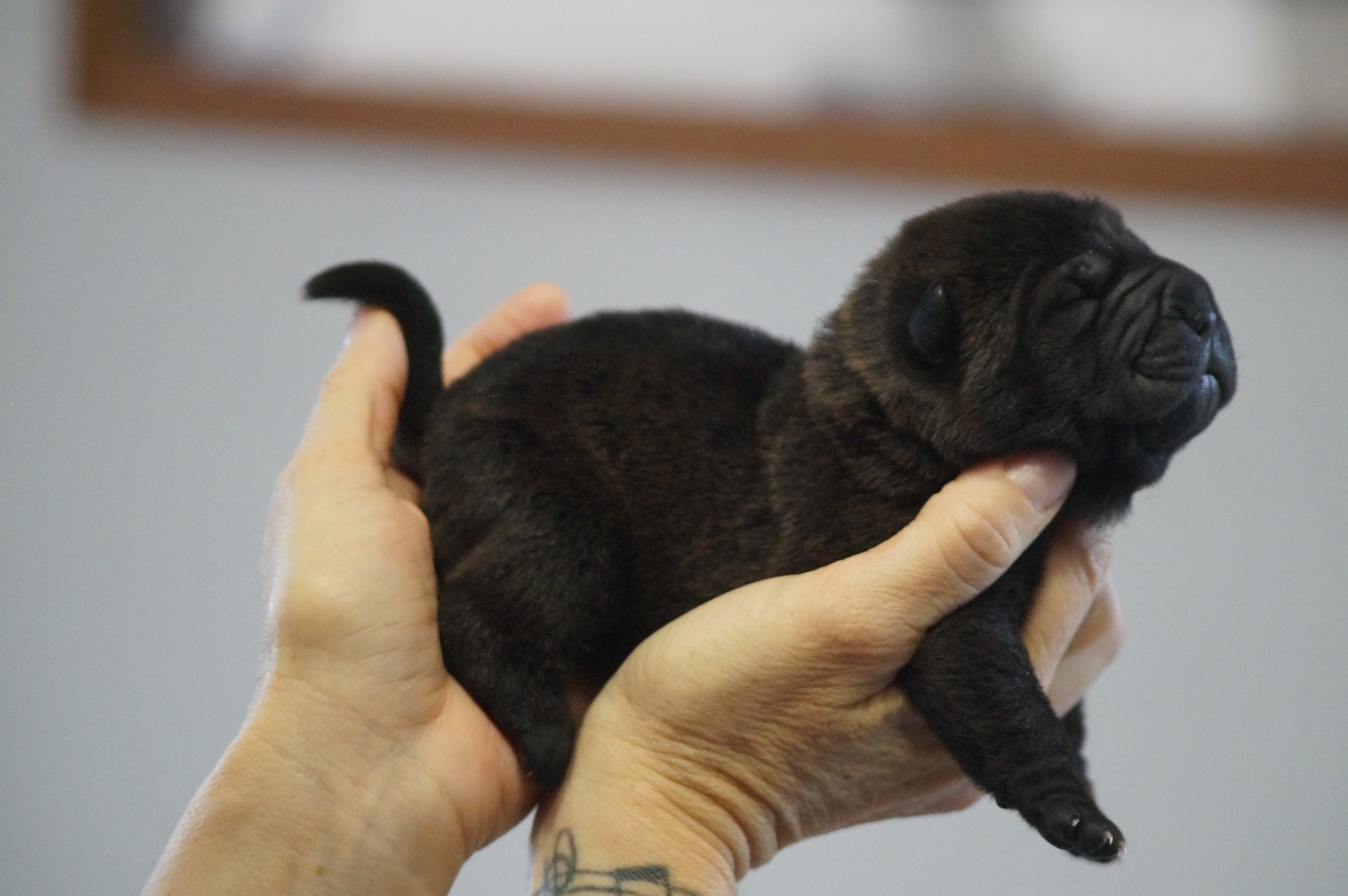 Du Palais De Xing - Chiots disponibles - Shar Pei