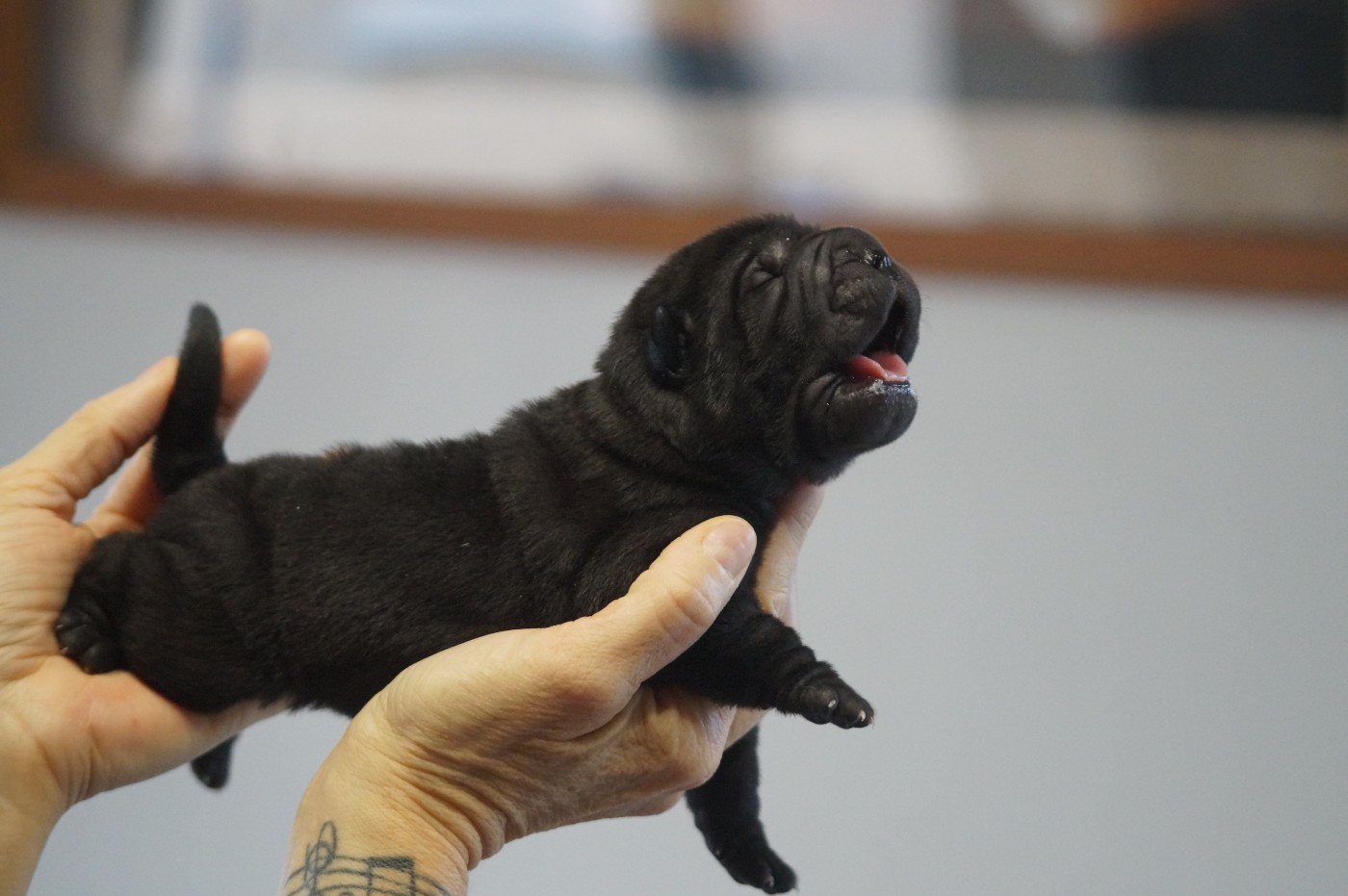 Du Palais De Xing - Chiots disponibles - Shar Pei
