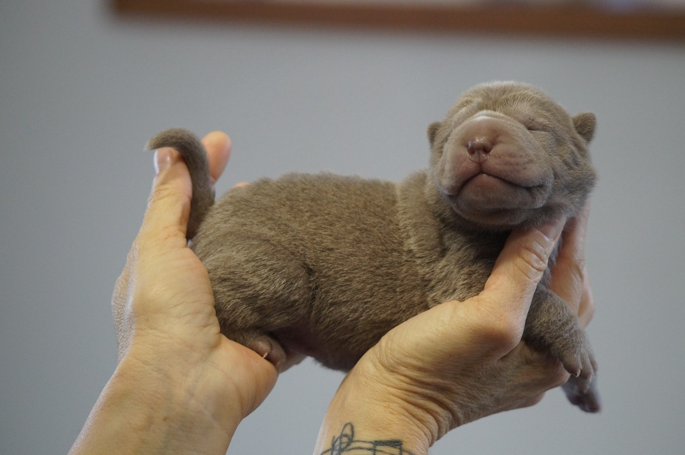 Du Palais De Xing - Chiots disponibles - Shar Pei