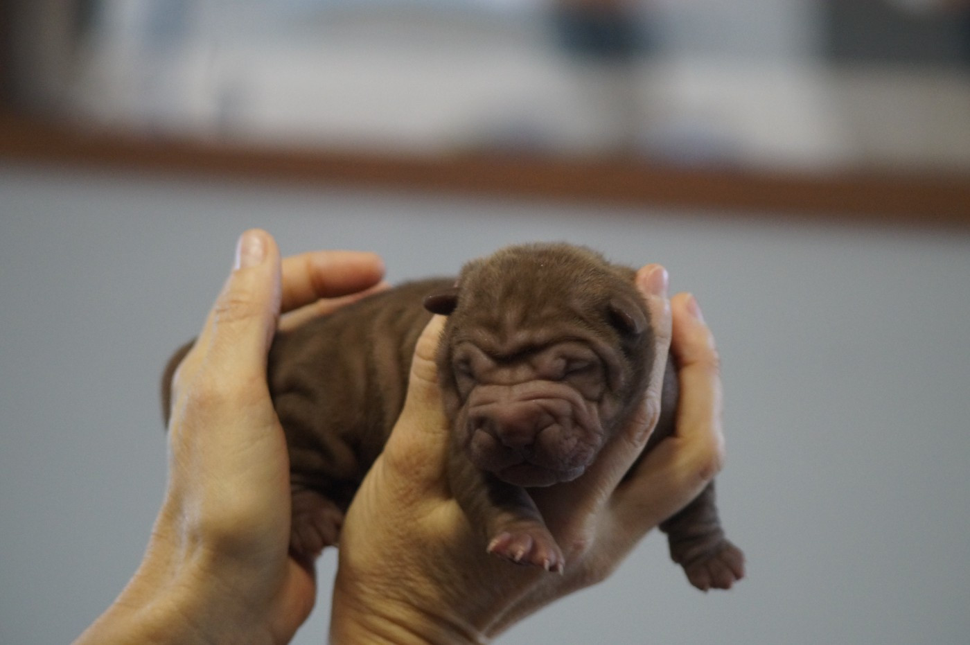 Du Palais De Xing - Chiots disponibles - Shar Pei