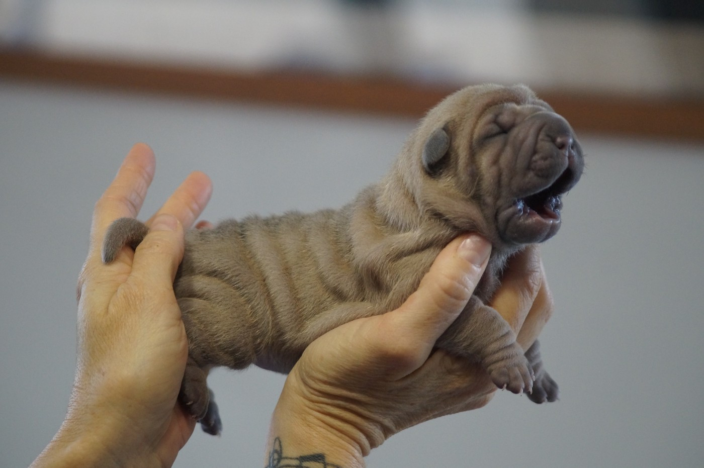 Du Palais De Xing - Chiots disponibles - Shar Pei