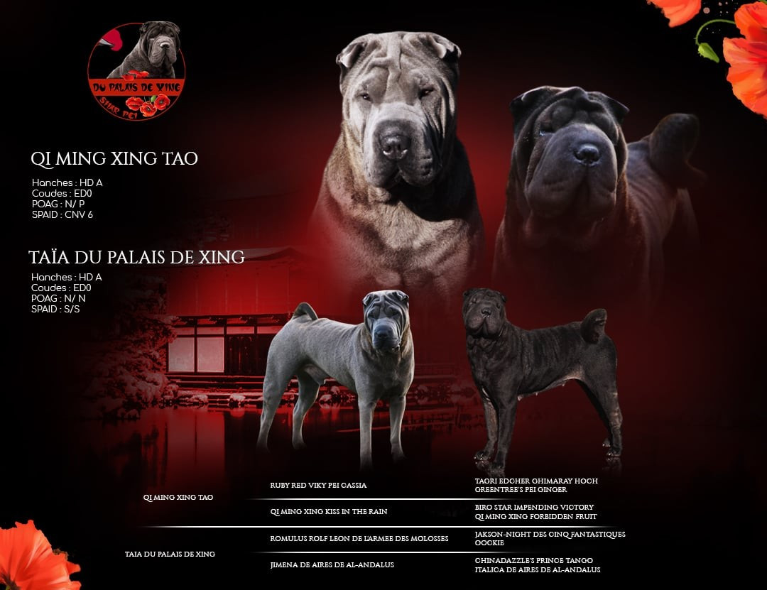 Chiot Shar Pei Du Palais De Xing