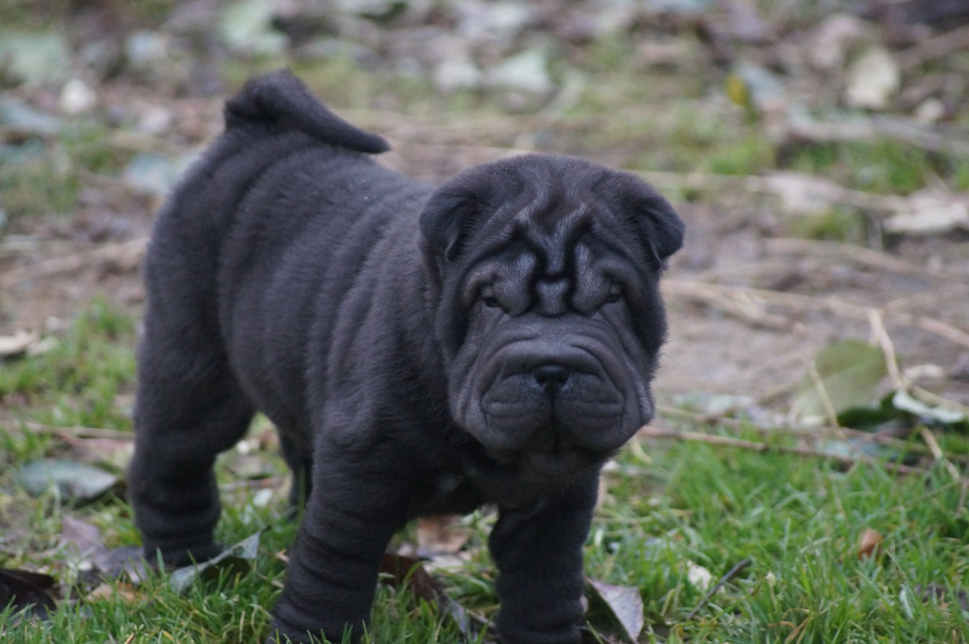 Du Palais De Xing - Chiots disponibles - Shar Pei