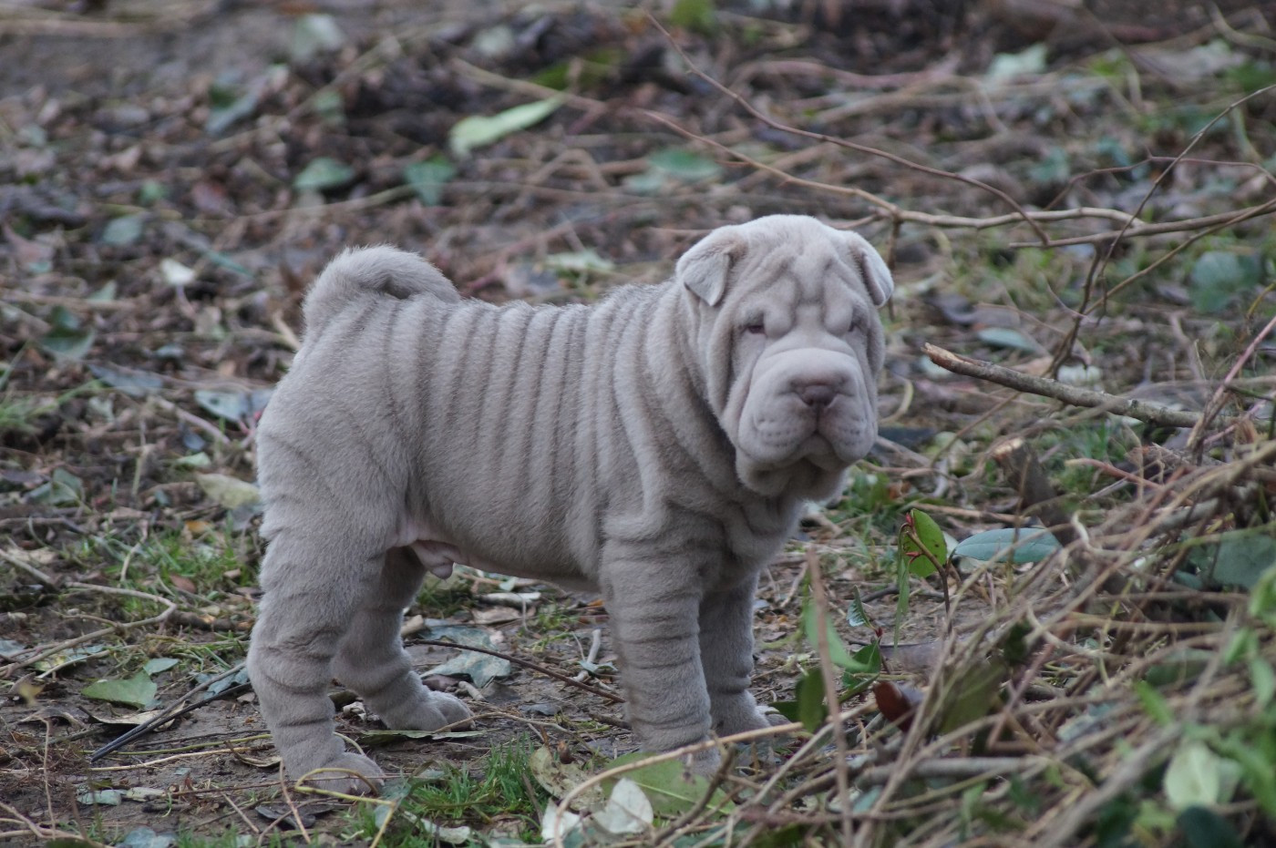 Du Palais De Xing - Chiots disponibles - Shar Pei