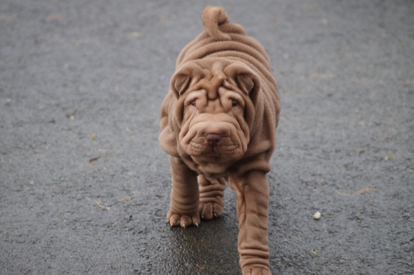 Du Palais De Xing - Chiots disponibles - Shar Pei