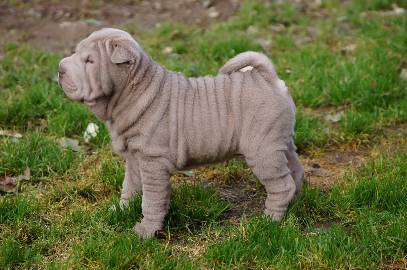 Du Palais De Xing - Chiots disponibles - Shar Pei