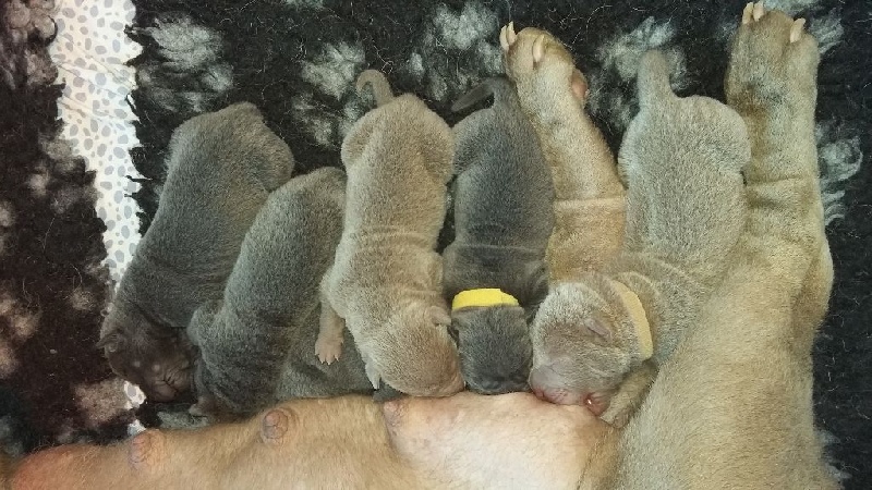 Chiot Shar Pei Du Palais De Xing